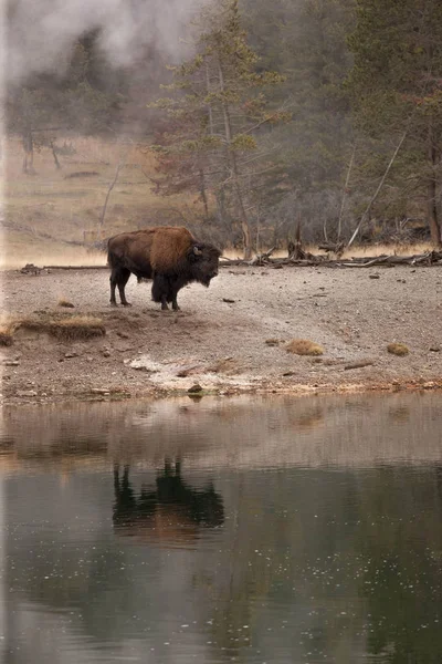 Bison Stands River — Stock Photo, Image