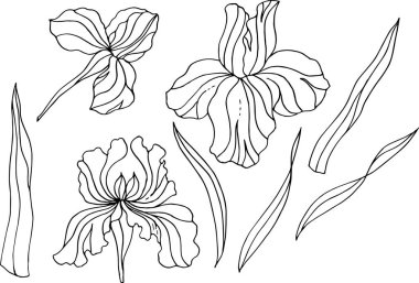 Süsen elle çizilmiş kartları, selamlar, düğün davetiyeleri.