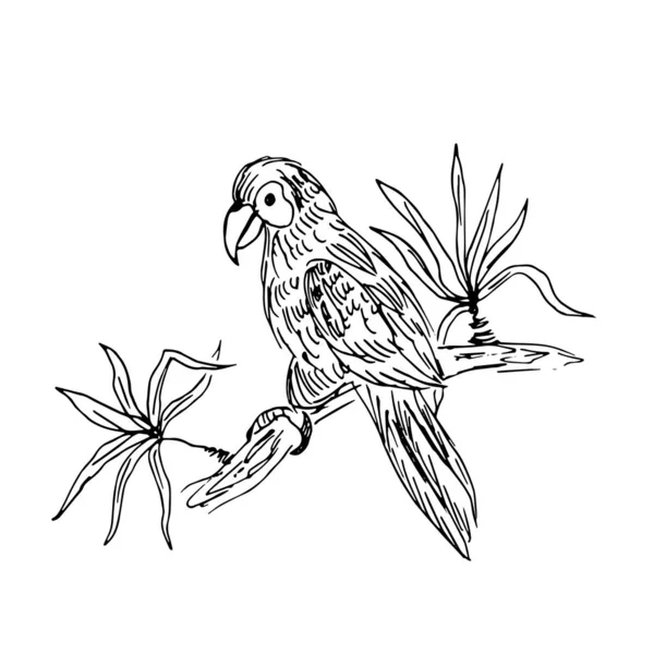Попугай Ветке Рисунок Линии Векторная Иллюстрация — стоковый вектор