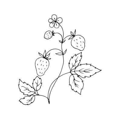 Yabani çilek yetiştirmenin minimalist vektör çizimi