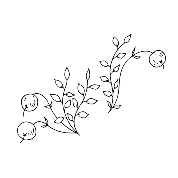 Zweige Mit Blättern Und Beeren Vektorillustration — Stockvektor