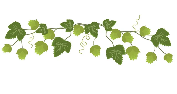 Зеленое Вино Листьями Векторная Иллюстрация — стоковый вектор