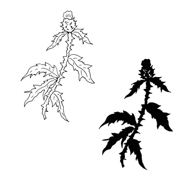 Vector Illustration Plants Grass Botany Flora — Stock Vector