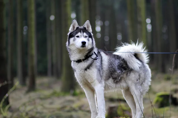 自然の森のハスキー犬 — ストック写真