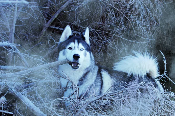 森の中の森林 冬の日のハスキー犬 — ストック写真