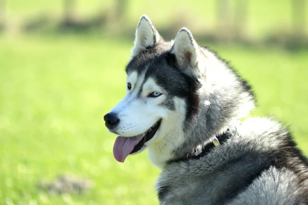 幸せな日サンシャインの自然バック グラウンドで笑って幸せなシベリアン ハスキー青い目犬 — ストック写真