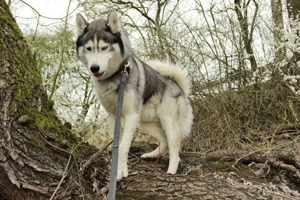Σιβηρικό Γεροδεμένο Σκυλί Στο Δέντρο Στο Πάρκο — Φωτογραφία Αρχείου