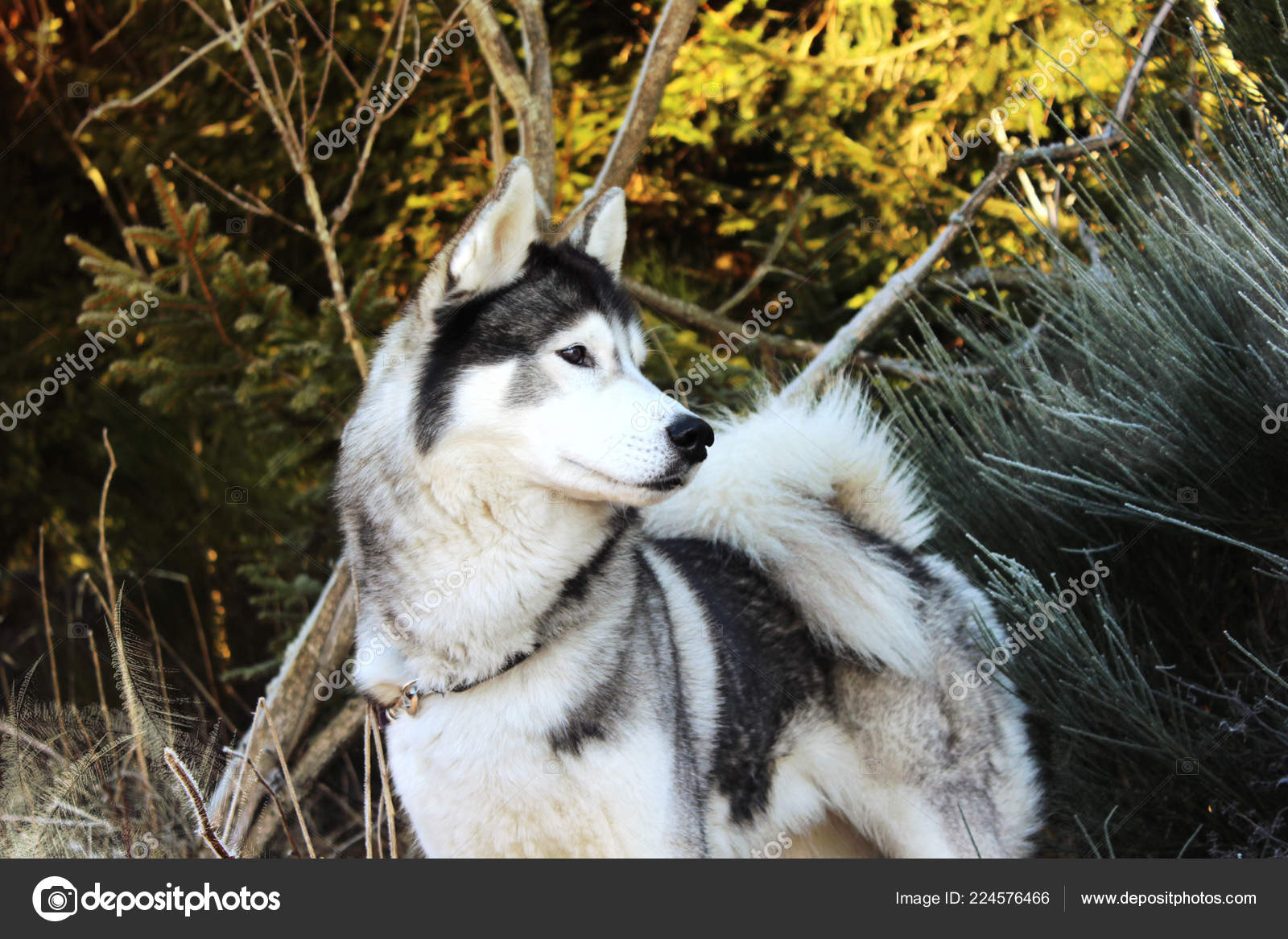 husky park