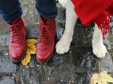 Husky bacaklar ve kırmızı çizmeler gri yağmurlu sonbahar günü dostluk