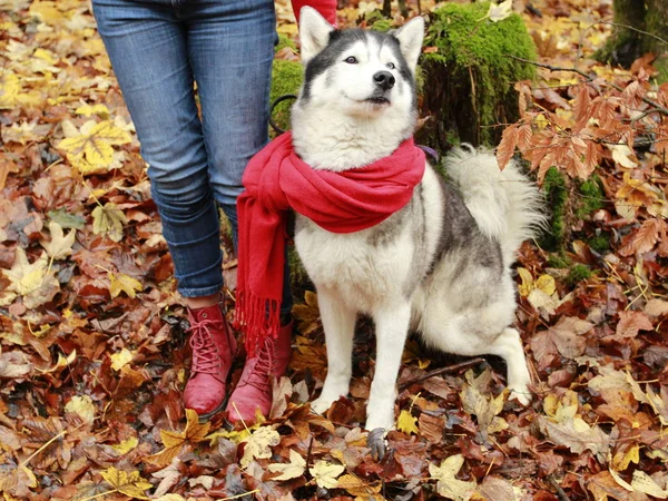 Husky Avec Une Écharpe Rouge Dans Forêt Automne Une Fille — Photo