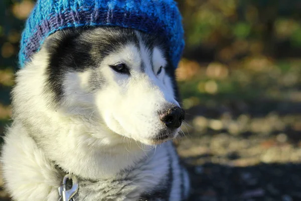 Adorable Husky Sombrero Azul —  Fotos de Stock