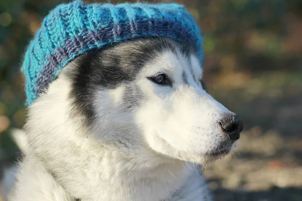 Adorable Husky Chapeau Bleu — Photo
