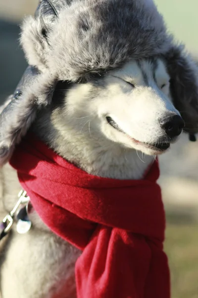 冬の帽子と赤いスカーフで愛らしいハスキー ファッションモデル — ストック写真