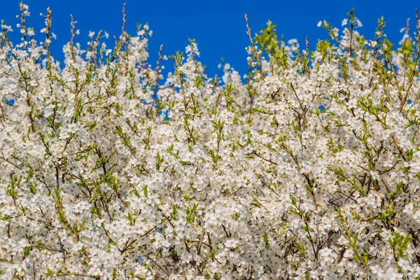 春の青空と梅の開花 — ストック写真