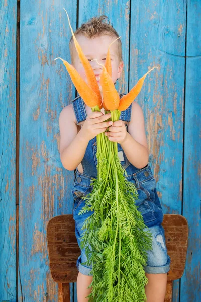Funny Little Boy Holding Bunch Carrots Blue Wooden Background — Stock Photo, Image