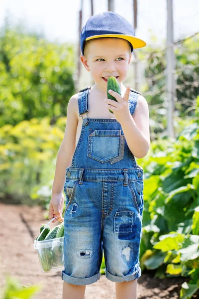 Happy Little Boy Collects Eats Cucumber Sunny Summer Day — Stock Photo, Image