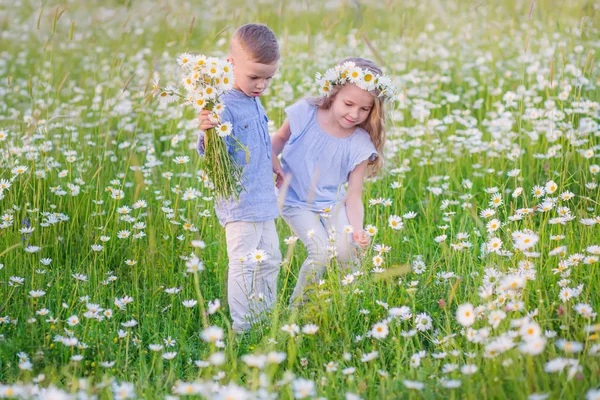 Schönes Kleines Mädchen Umarmt Einen Kleinen Jungen Einem Kamillenfeld Einem — Stockfoto