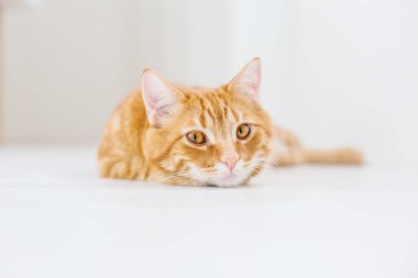 Beyaz bir arka plan üzerinde çizgili bir aile içi kırmızı kedi portresi