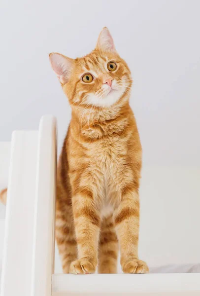 Porträt Einer Gestreiften Roten Hauskatze Auf Weißem Hintergrund — Stockfoto