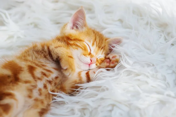 Niedliche Kleine Rote Kätzchen Schläft Auf Fell Weiße Decke — Stockfoto