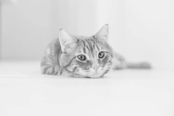 Beyaz Bir Arka Plan Siyah Beyaz Çizgili Yerli Kedi Portresi — Stok fotoğraf