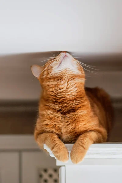 Rothaarige Hauskatze Sitzt Oben Der Küche Und Schnüffelt Der Decke — Stockfoto