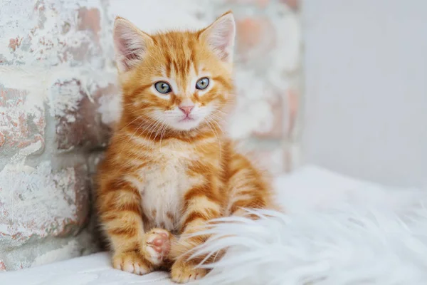 Niedliche Kleine Rote Kätzchen Sitzen Auf Fell Weiße Decke — Stockfoto