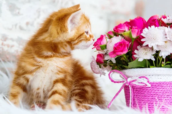 Niedliches Kleines Rotes Kätzchen Und Ein Strauß Bunter Rosen Auf — Stockfoto