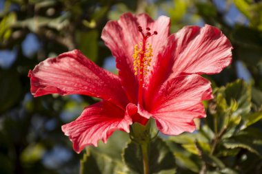 Vahşi kırmızı amber çiçeği ve yeşil yaprakların ayrıntıları 