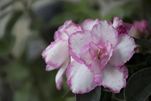 Részletek Zöld Levelű Azálea Virágokról — Stock Fotó