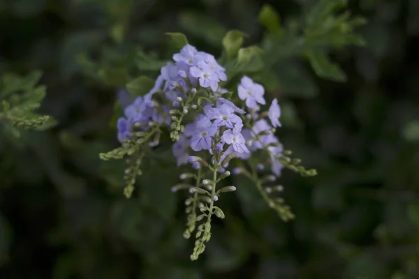 Деталі Дикої Фіолетової Квітки Зеленим Листям — стокове фото