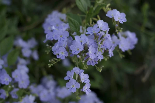 Details Van Wilde Paarse Bloem Met Groene Bladeren — Stockfoto