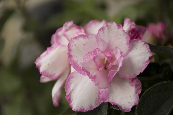 Λεπτομέρειες Για Αζαλέα Λουλούδια Πράσινα Φύλλα Εικόνα Αρχείου