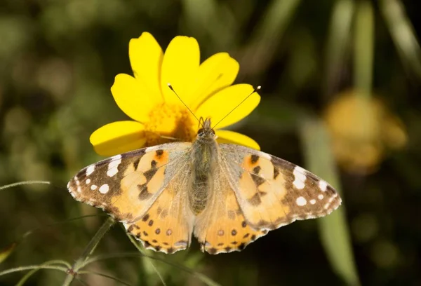 Подробности Дикой Нарисованной Бабочке Цветком — стоковое фото
