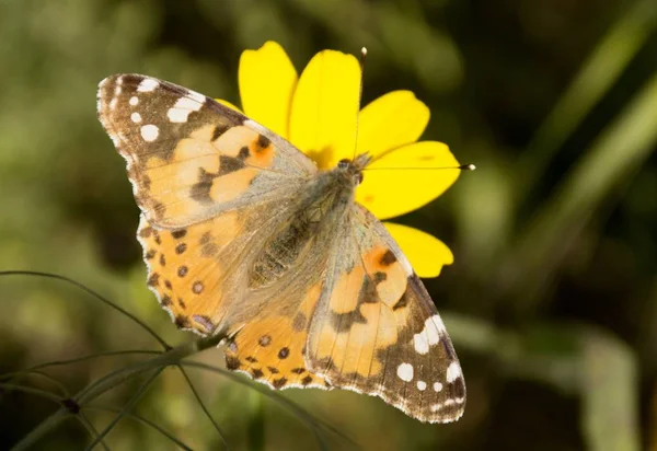 Подробности Дикой Нарисованной Бабочке Цветком — стоковое фото