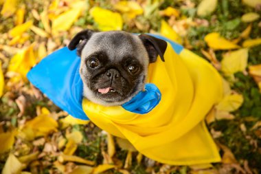 köpek pug vatanseverlik Ukrayna bayrağı