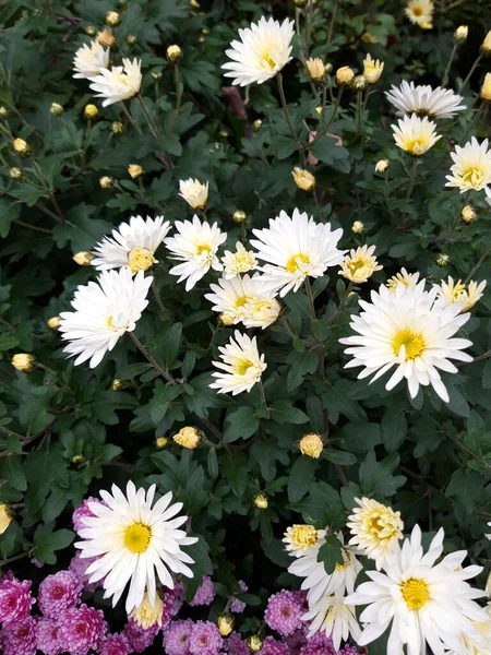 Buntes Blumenbeet Rosa Blau Und Weiß Frühling Nahaufnahme Mit Blick — Stockfoto