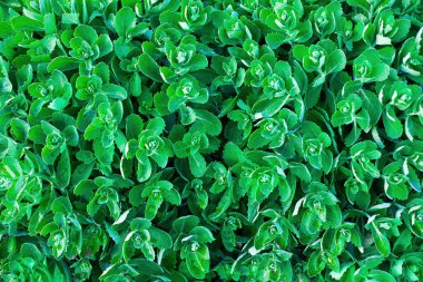 Orp bitkisi yaprakları yeşil arkaplan yapar. Yeşil yeşillik deseni. hylotelephium telephium yaprakları. Sedum telephium yeşillik üst görünümü.