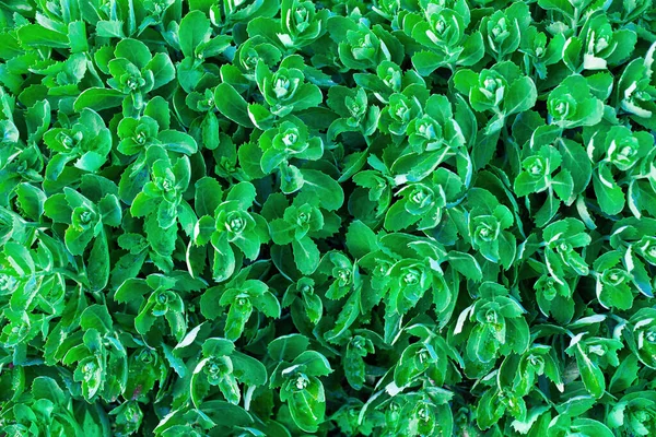 Orpin växtblad gör grön bakgrund. Grönt bladmönster. Hylotelephiumtelephiumblad. Sedum telephium bladverk ovanifrån. — Stockfoto
