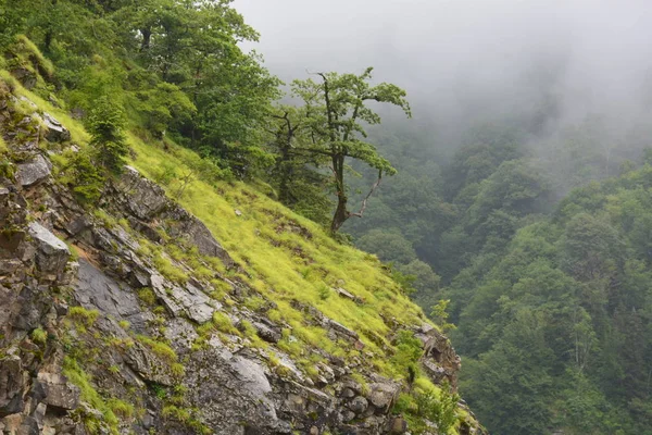 Georgia Svaneti Bosque Valle Montañas — Foto de Stock