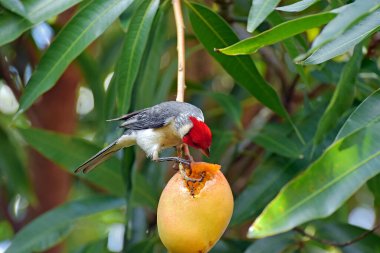Kızıl ibikli kardinal kuşu Maui, Hawaii 'de olgunlaşmış bir mangoyu kepçeleyip yiyor.