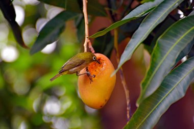 Asılan mangolu bir mango ağacı ve olgunlaşmış bir mangoyu kepçeleyip yiyen Japon beyaz gözlü bir kuşla ayrılıyor. Maui, Hawaii 'de tıklandı