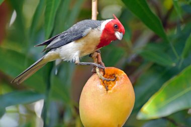 Kızıl ibikli kardinal kuşu Maui, Hawaii 'de olgunlaşmış bir mangoyu kepçeleyip yiyor.