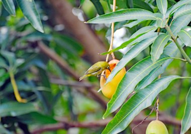 Asılan mangolu bir mango ağacı ve olgunlaşmış bir mangoyu kepçeleyip yiyen Japon beyaz gözlü bir kuşla ayrılıyor. Maui, Hawaii 'de tıklandı