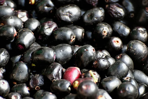 Jamun üzümü (Eugenia jambolana, Java eriği veya siyah erik olarak da bilinir) Hindistan 'da sokak satıcıları tarafından satılmaktadır. Seçici odak. 
