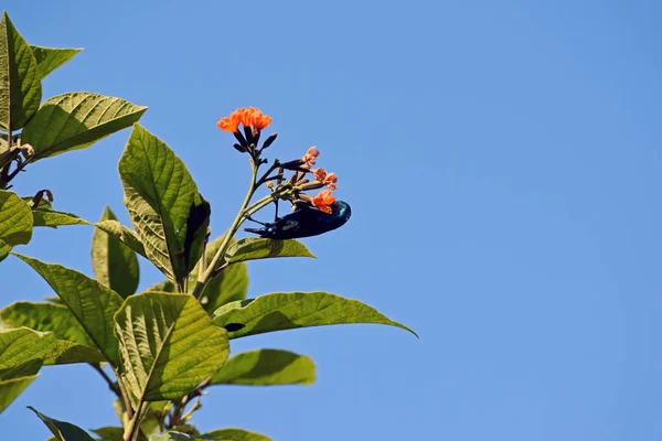 Púrpura Púrpura Macho Sorbiendo Néctar Las Flores Naranjas Árbol Cordia — Foto de Stock