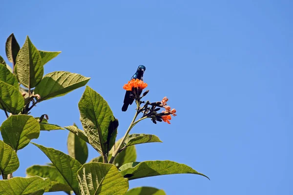 Pajarito Púrpura Macho Sentado Las Flores Naranjas Árbol Cordia Escarlata — Foto de Stock