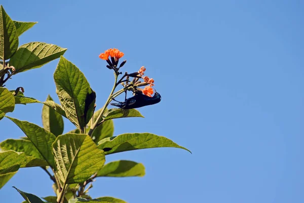 Púrpura Púrpura Macho Sorbiendo Néctar Las Flores Naranjas Árbol Cordia — Foto de Stock