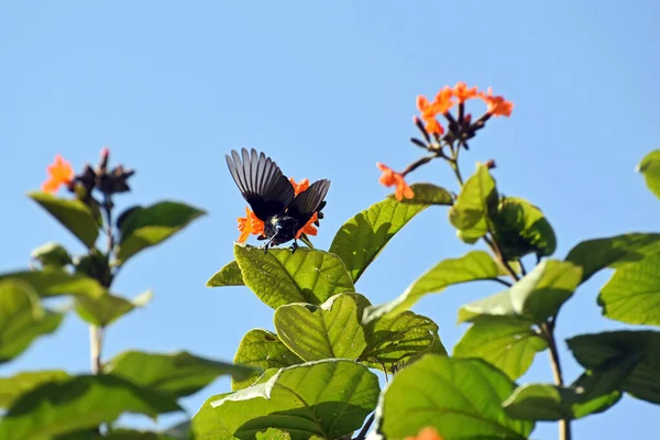 Sunbird Púrpura Macho Flotando Con Alas Extendidas Alrededor Las Flores — Foto de Stock