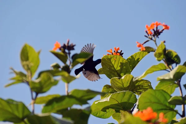 Sunbird Violet Mâle Planant Avec Des Ailes Tendues Autour Des — Photo